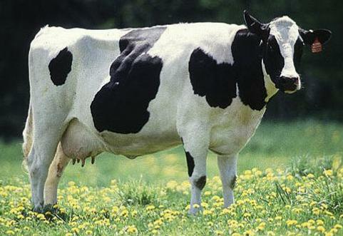 [Image: grazing-cow-1b.jpg]