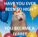 Ferret's Avatar