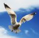 Seagull's Avatar